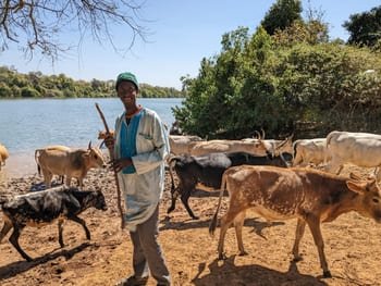 Cow herder Gambia River